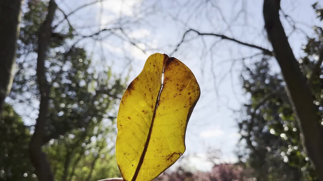 公园里的森林里，一片黄叶映衬着阳光的背景。秋天到了。阳光透过树叶刺眼。视频素材