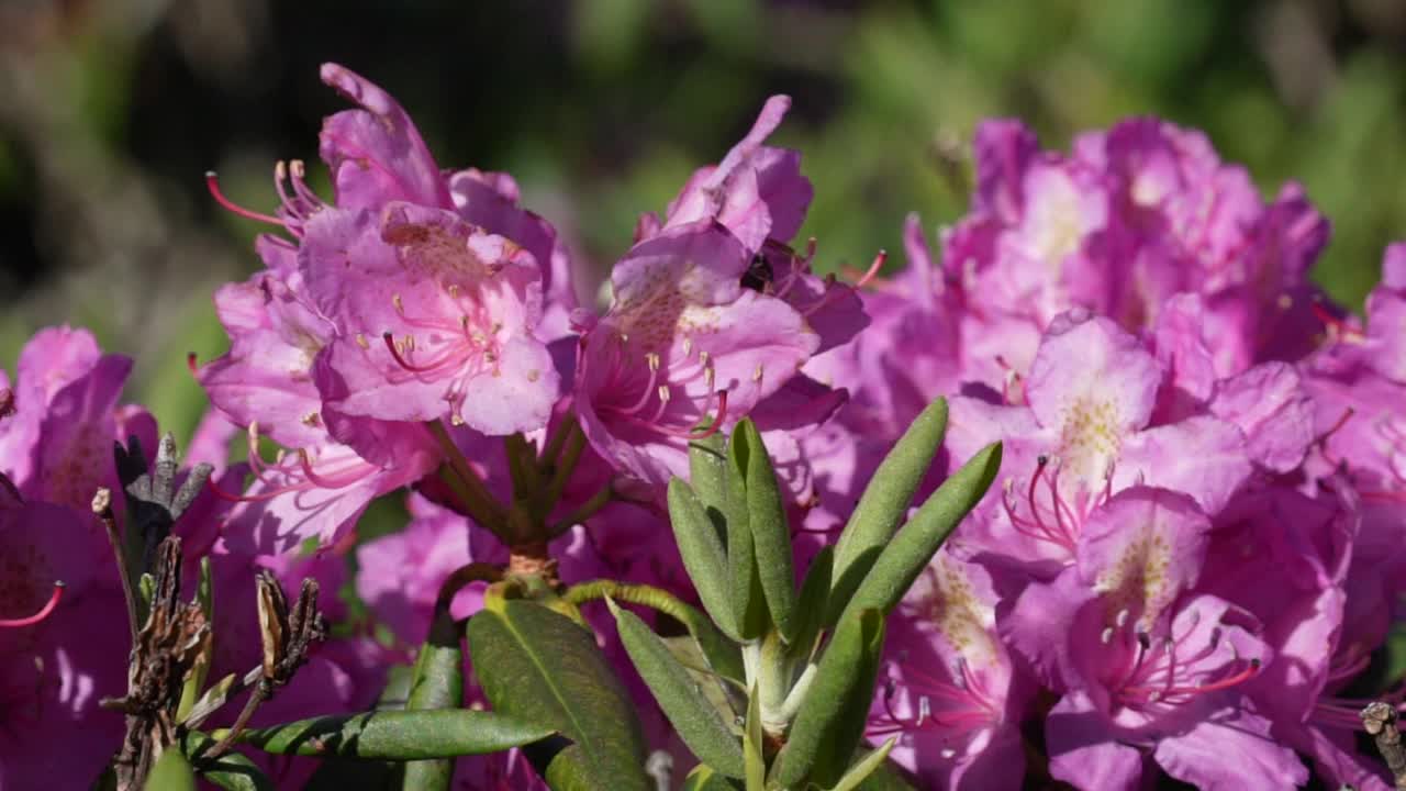 蜜蜂为粉色杜鹃花授粉视频素材