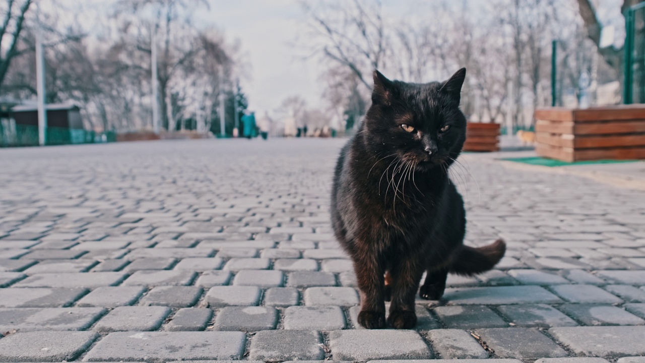 灰色城市公园人行道上的流浪黑猫特写，慢动作视频素材