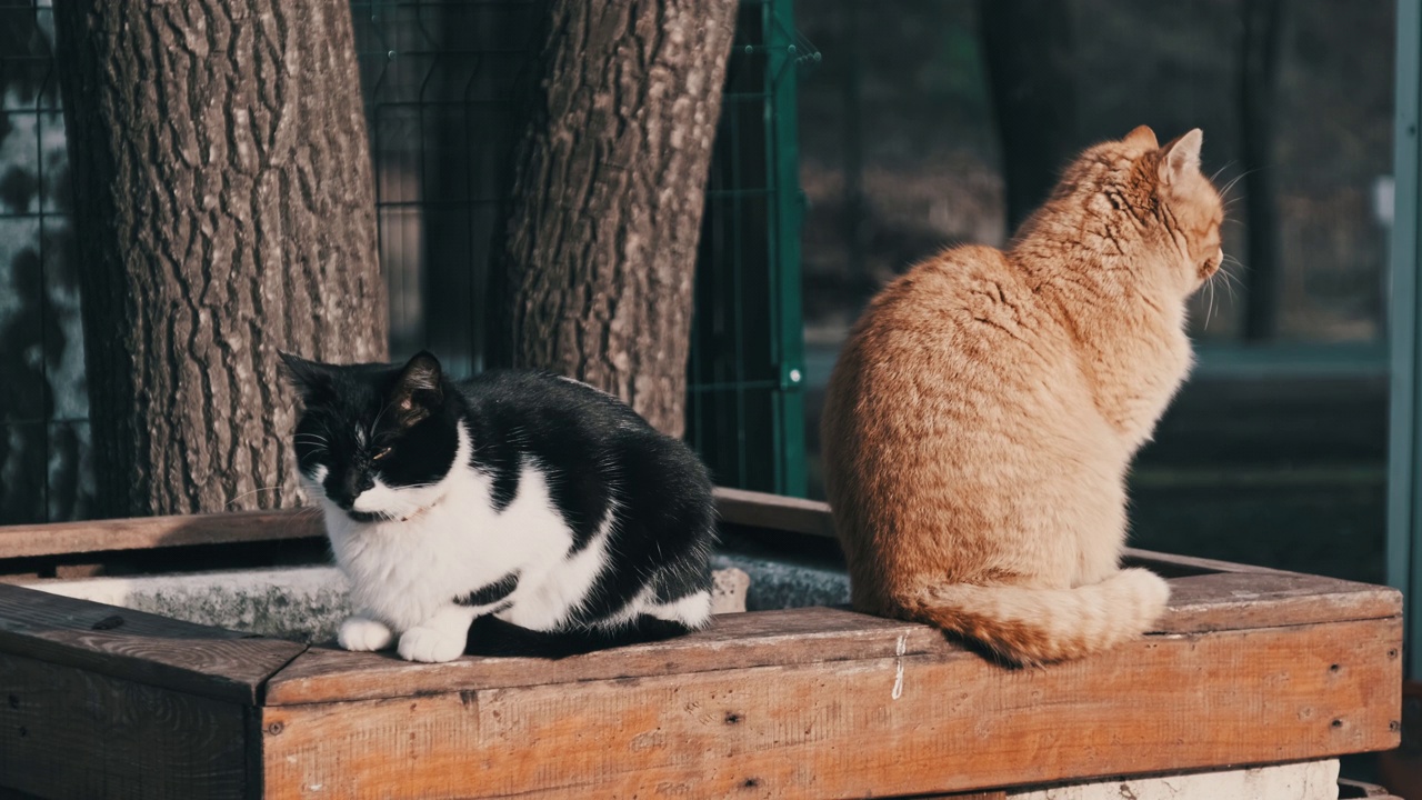 两只流浪猫姜和黑与白坐在城市公园里视频素材