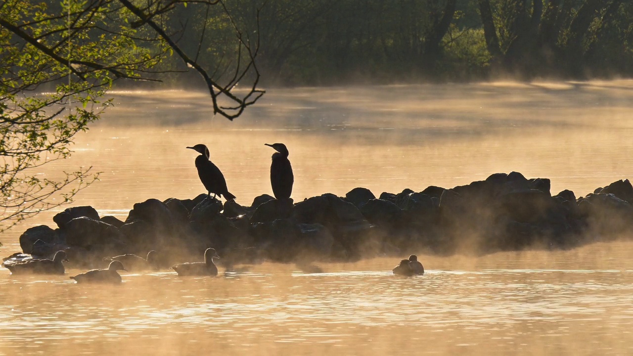 日出时，大黑鸬鹚(Phalacrocorax carbo)在石岛上视频素材