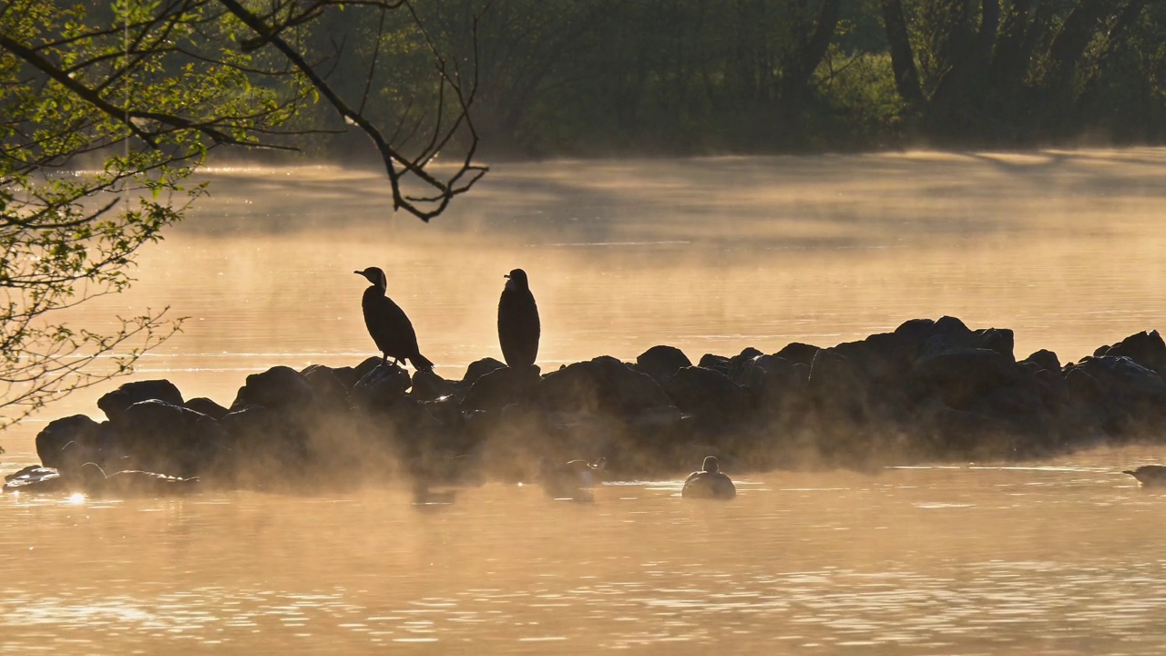 日出时，大黑鸬鹚(Phalacrocorax carbo)在石岛上视频素材