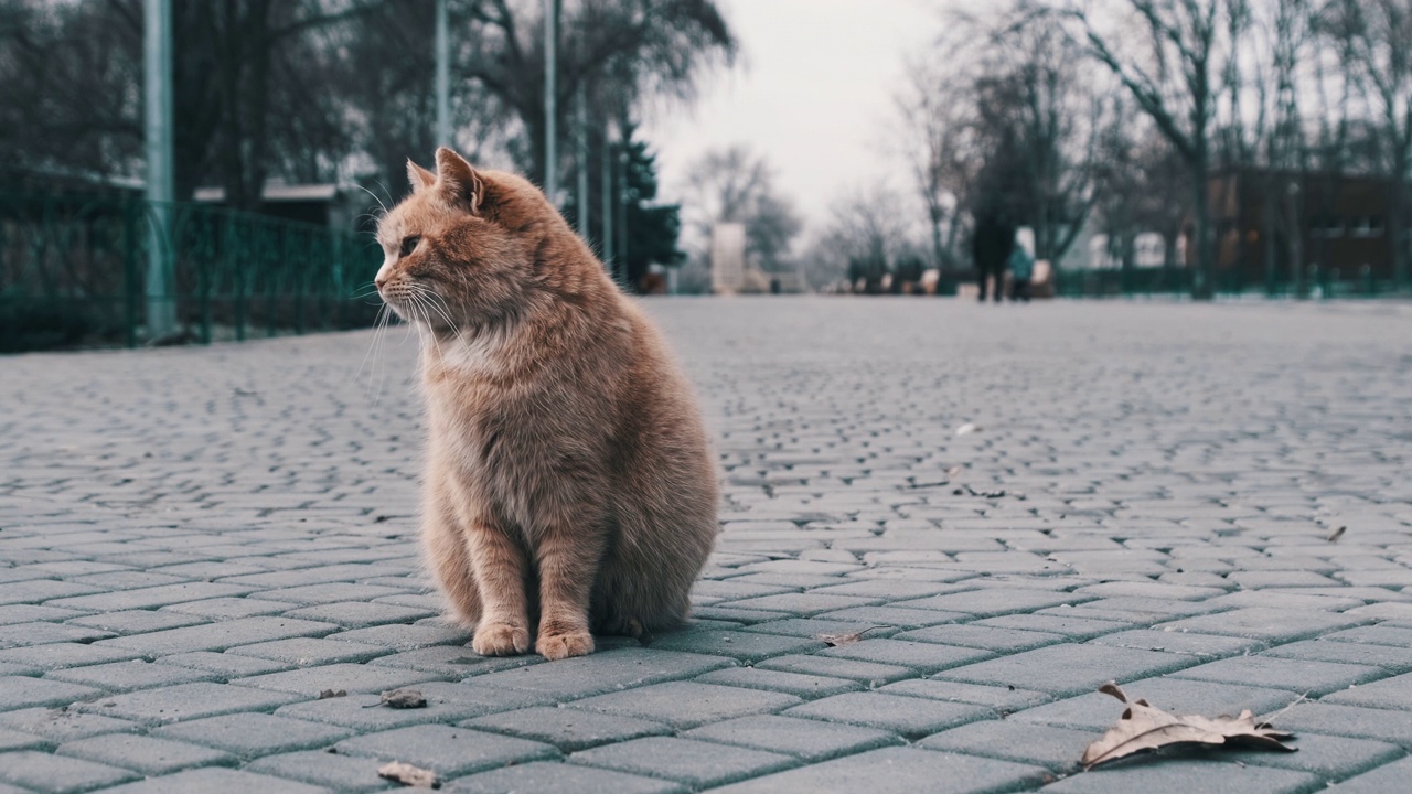 孤独无家可归的红猫坐在灰色城市公园人行道上的特写镜头，慢动作视频素材