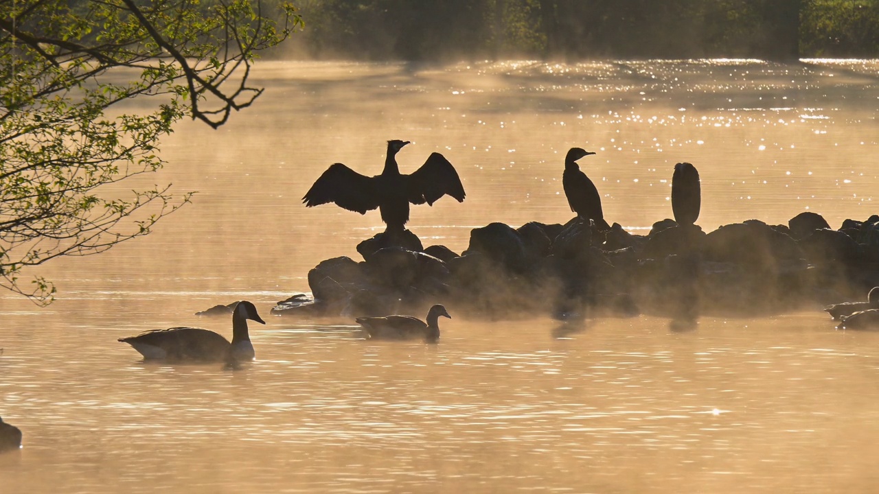 日出时，大黑鸬鹚(Phalacrocorax carbo)在石岛上视频素材