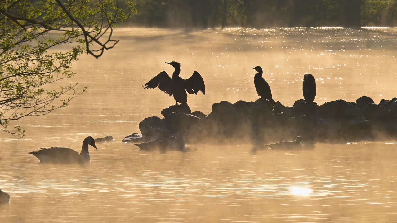 日出时，大黑鸬鹚(Phalacrocorax carbo)在石岛上视频素材