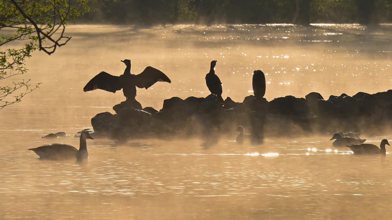 日出时，大黑鸬鹚(Phalacrocorax carbo)在石岛上视频素材