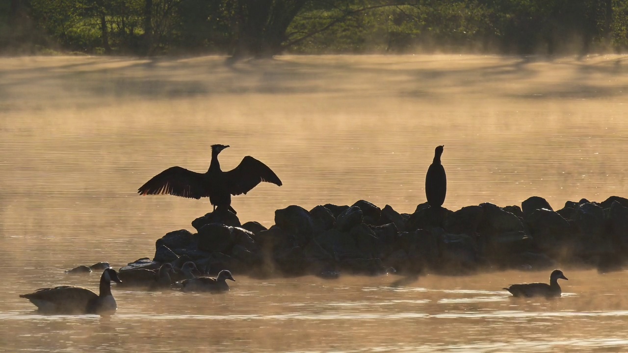 日出时，大黑鸬鹚(Phalacrocorax carbo)在石岛上视频素材