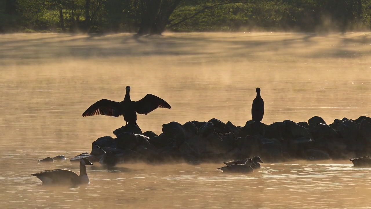 日出时，大黑鸬鹚(Phalacrocorax carbo)在石岛上视频素材