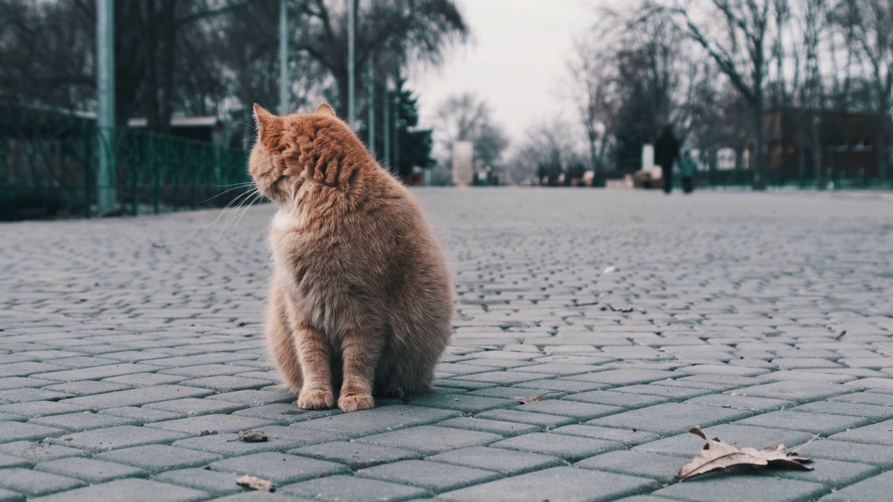 孤独的流浪姜猫坐在灰色城市公园的人行道上，慢镜头视频素材