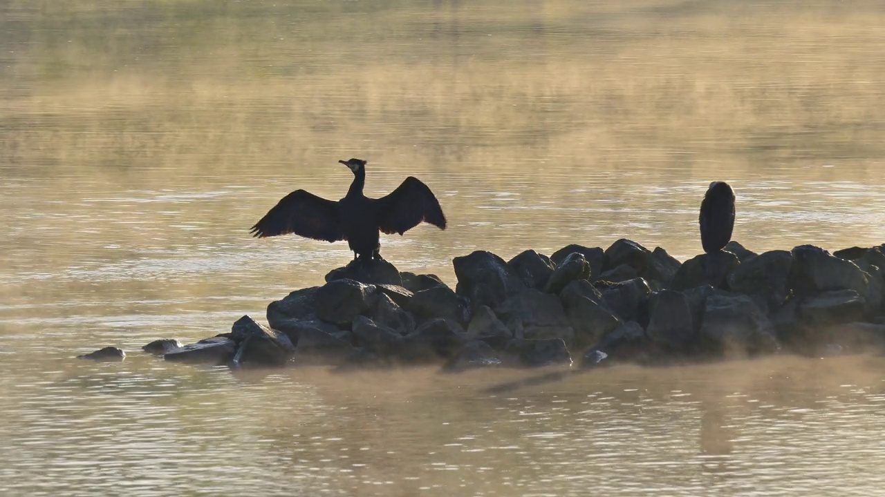 日出时，大黑鸬鹚(Phalacrocorax carbo)在石岛上视频素材