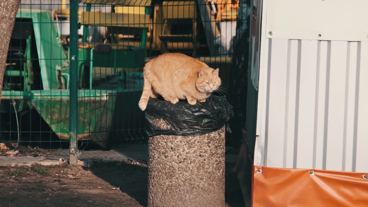 站在公园垃圾桶上寻找食物的胖毛毛姜猫慢镜头视频素材