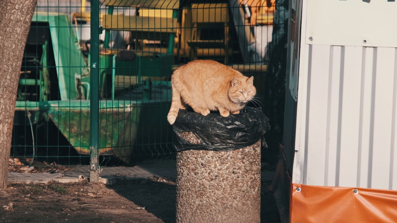 无家可归的姜猫站在公园的垃圾桶上寻找食物视频素材