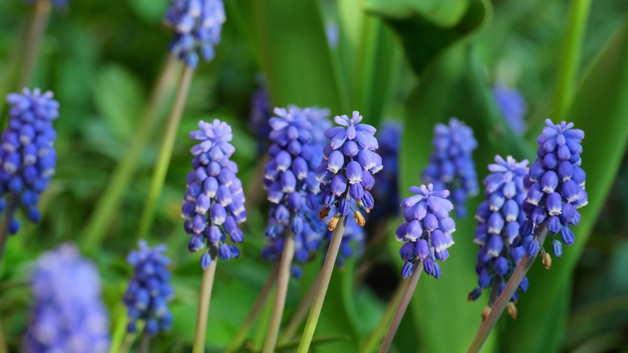 美丽的Muscari botryoides花盛开在户外视频素材