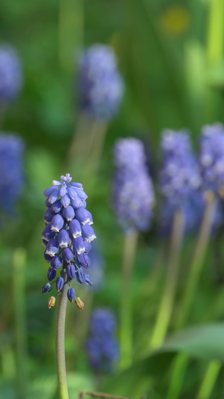 美丽的Muscari botryoides花盛开在户外视频素材