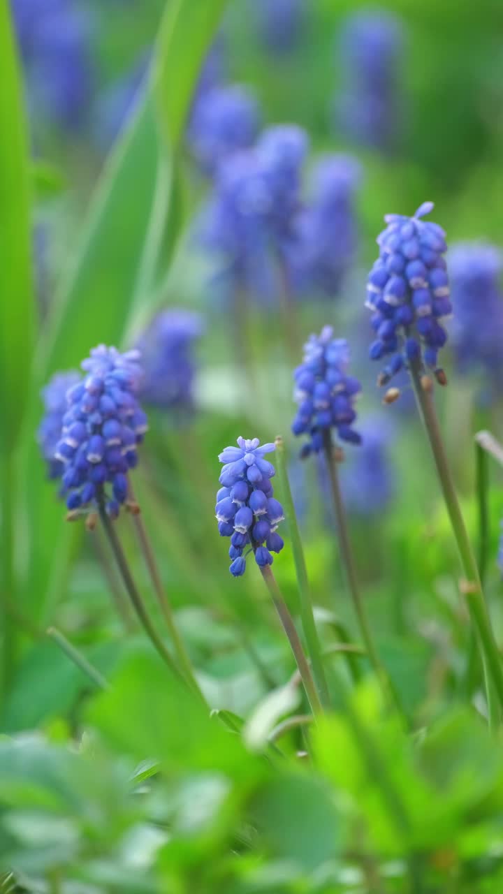 美丽的Muscari botryoides花盛开在户外视频素材