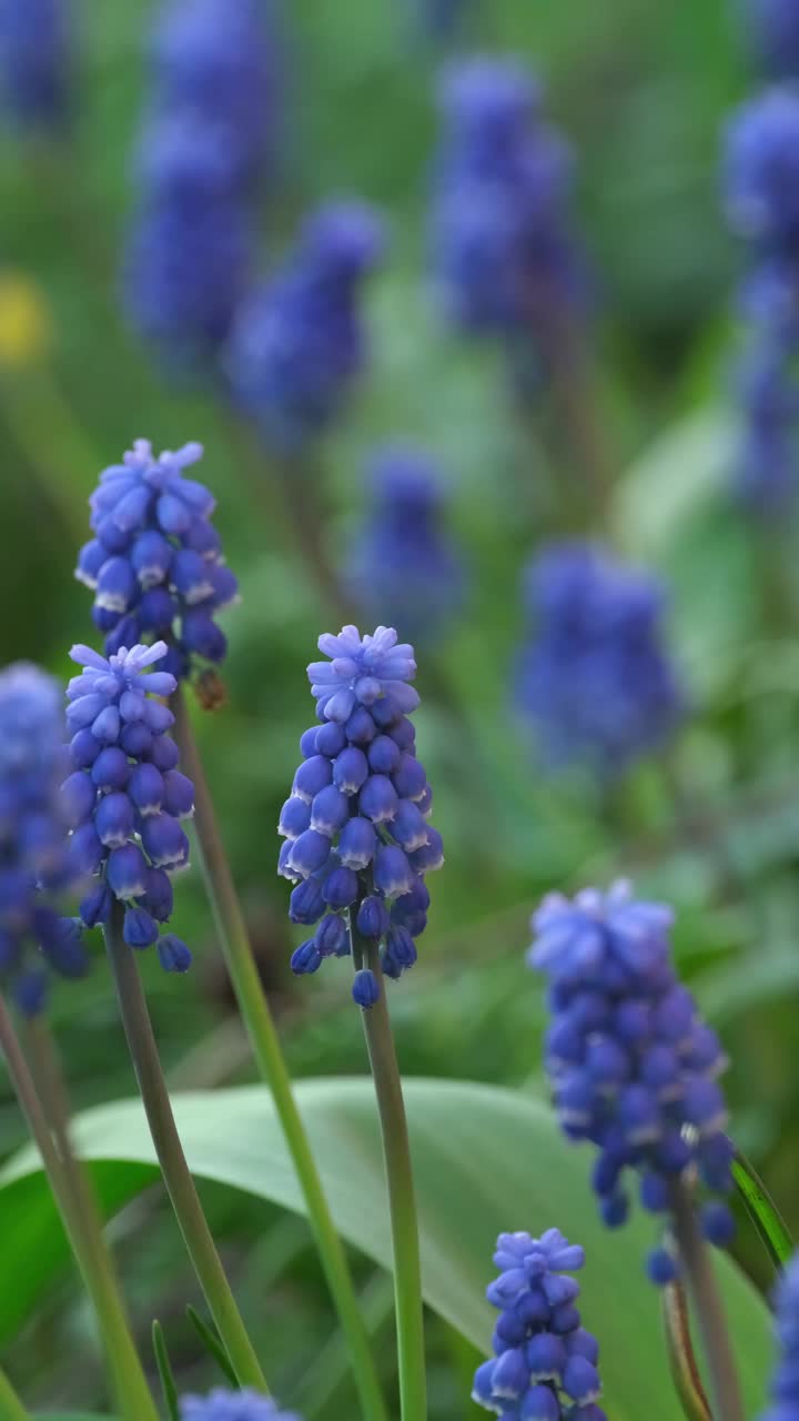 美丽的Muscari botryoides花盛开在户外视频素材