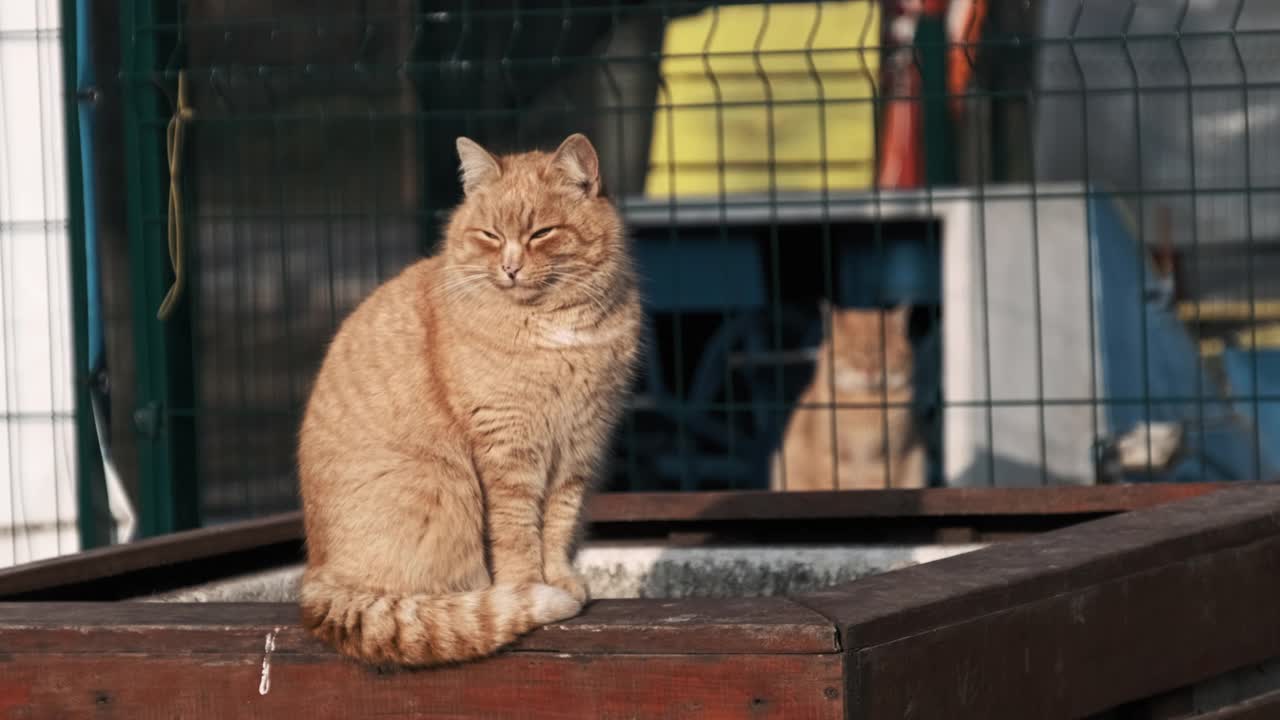 流浪的姜猫慢镜头坐在公园里视频素材