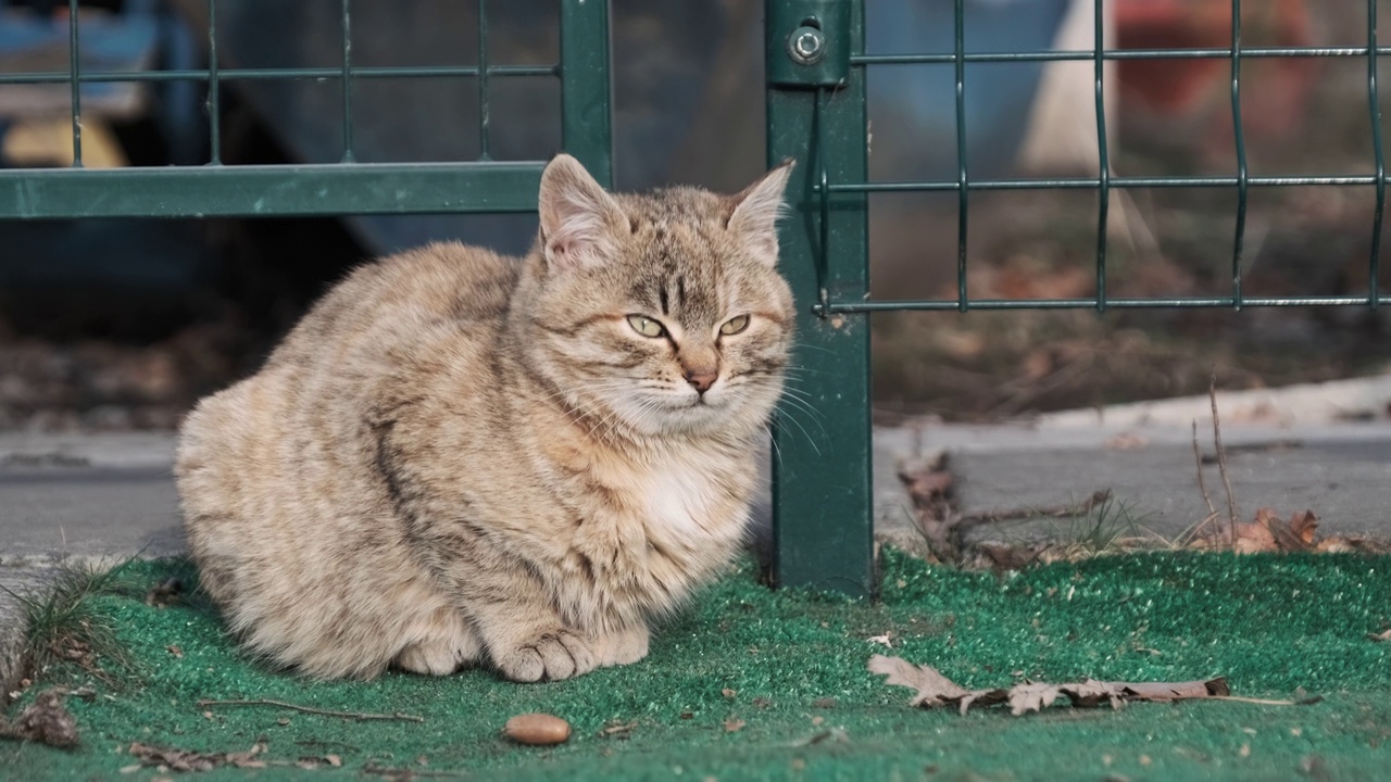 一只流浪灰猫坐在街上寻找食物的肖像视频素材