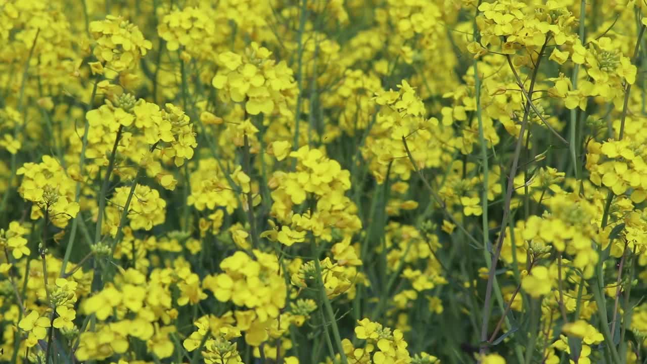 春天黄花盛开的有机油菜田，飞来的蜜蜂在有机油菜田采集花粉，传粉产蜜视频素材