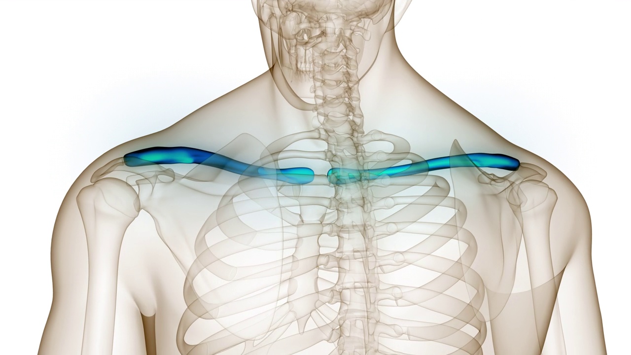 人体骨骼系统锁骨关节解剖动画概念视频素材