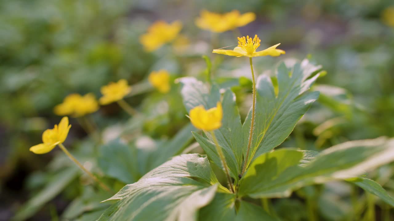 春天的黄花绿草，特写视频素材