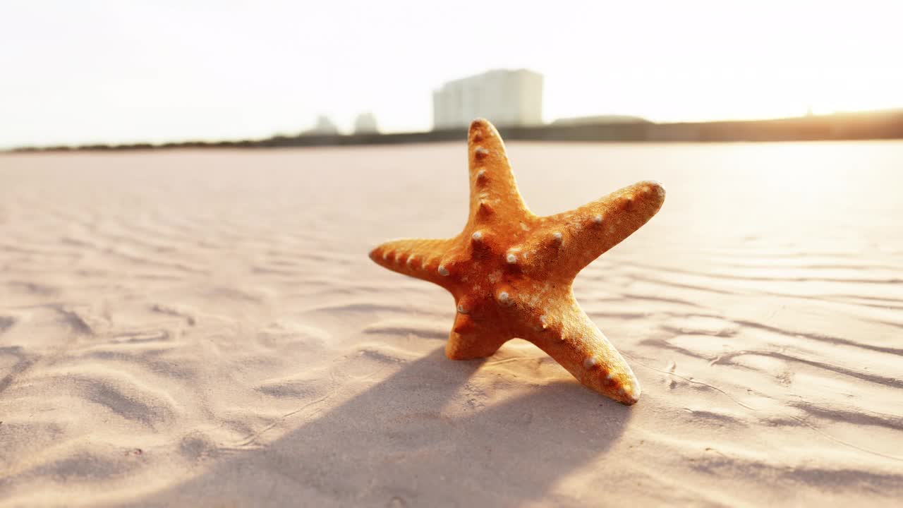 starfish on the sity beach视频素材