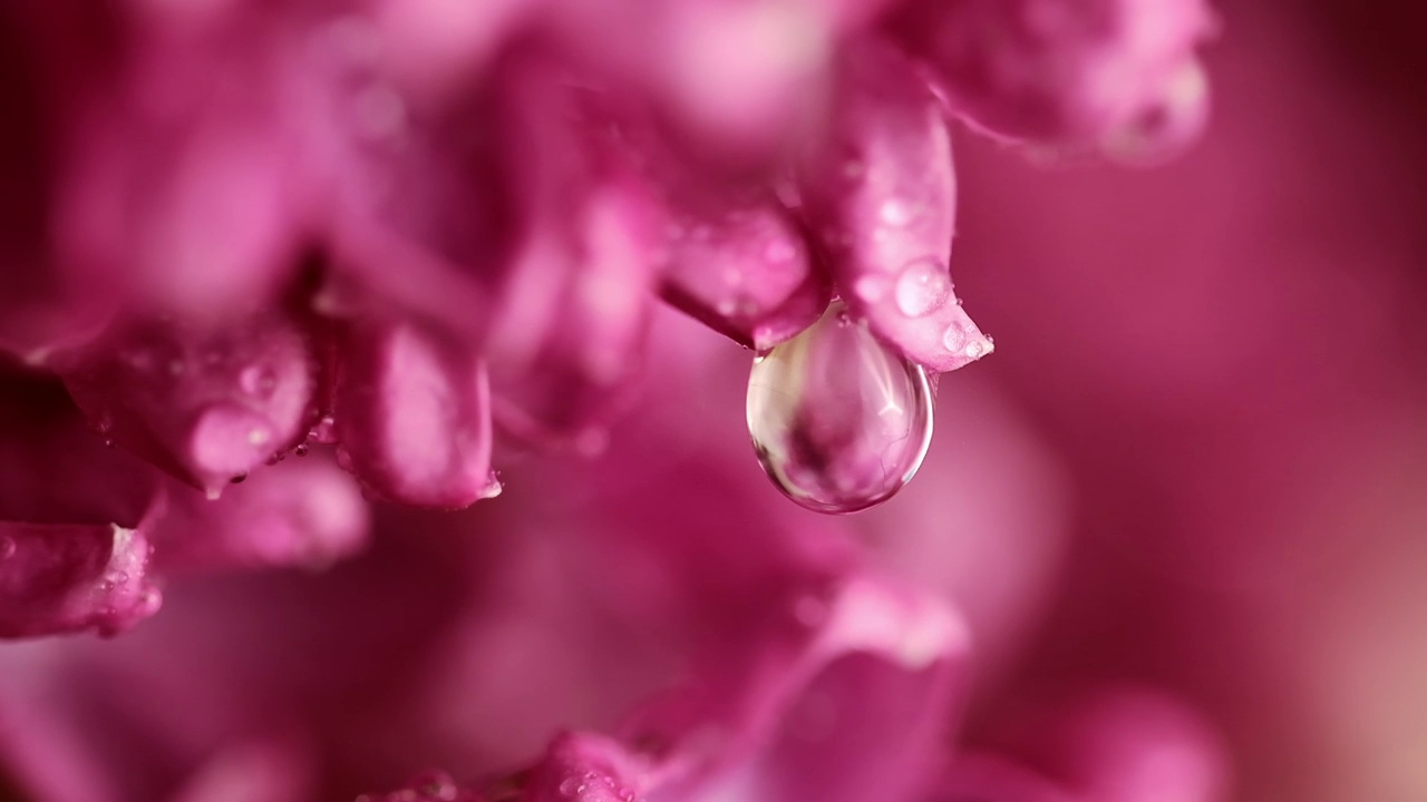 雨下的丁香花。雨滴落在丁香花瓣上视频素材