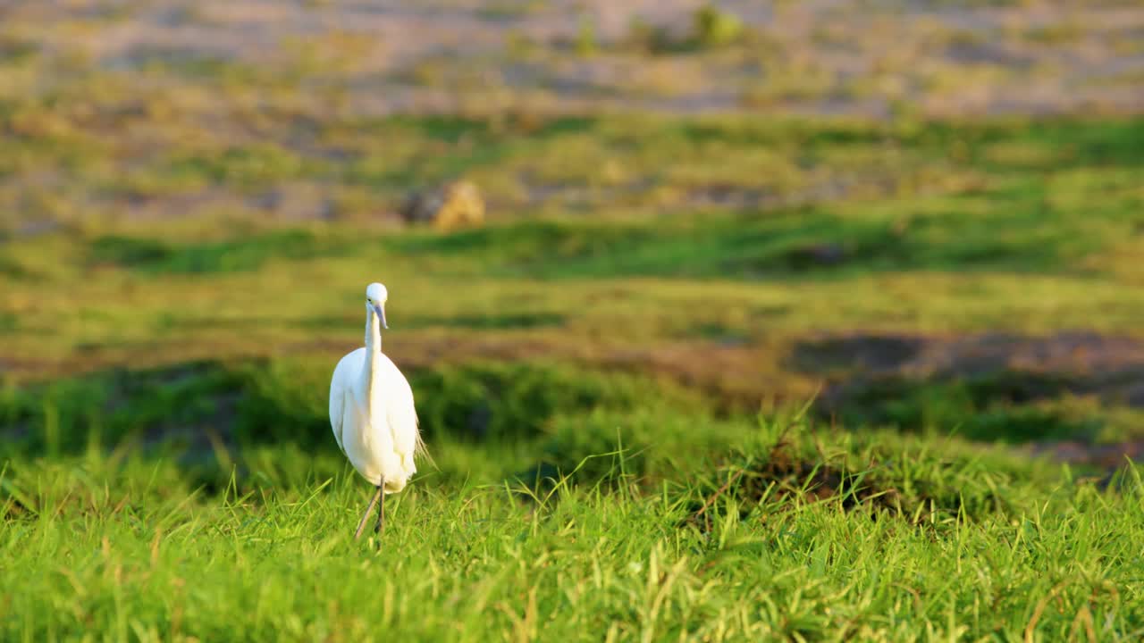 大白鹭(Ardea alba)，也被称为普通白鹭、大白鹭、大白白鹭或大白苍鹭，矗立在南非博茨瓦纳的乔贝国家公园。视频素材