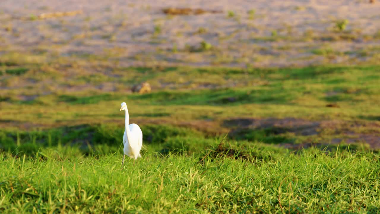 大白鹭(Ardea alba)，也被称为普通白鹭、大白鹭、大白白鹭或大白苍鹭，矗立在南非博茨瓦纳的乔贝国家公园。视频素材