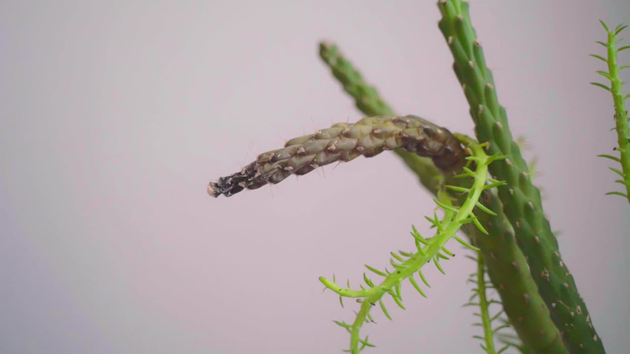 一位年轻美丽的女子忧心忡忡地看着一株感染了寄生虫和病毒的仙人掌，用手抚摸着它。室内植物的死亡。家庭园艺概念视频素材