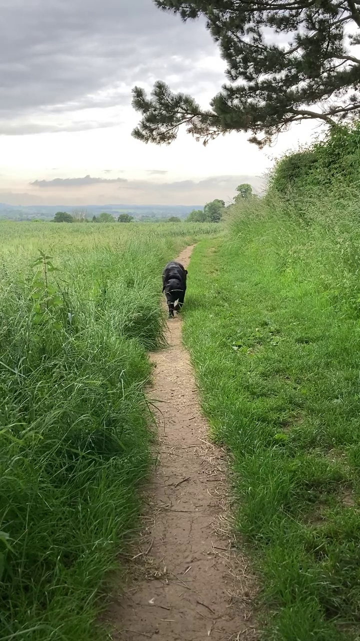 一条黑色的拉布拉多犬在风景优美的乡村小路上散步视频素材