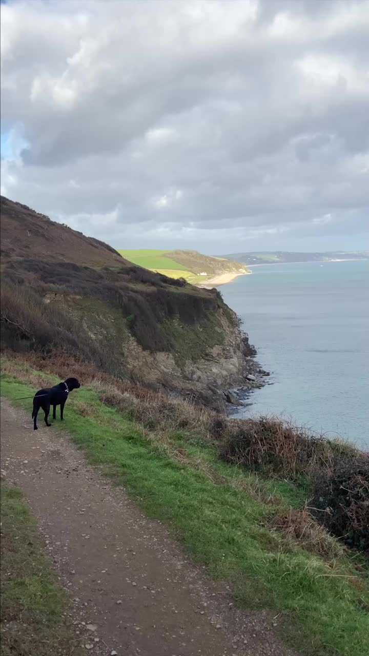 在德文郡的西南海岸小路上，一只黑狗在看风景视频素材