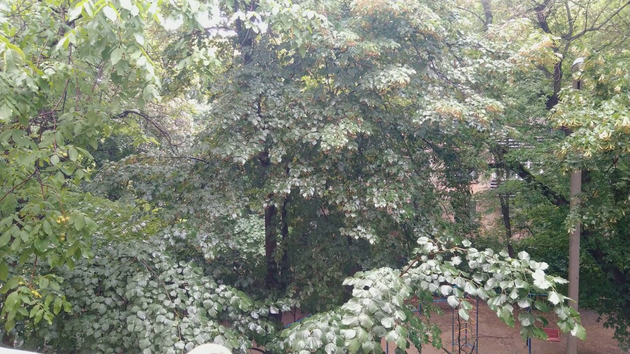 春雨落在绿菩提树的叶子上视频素材