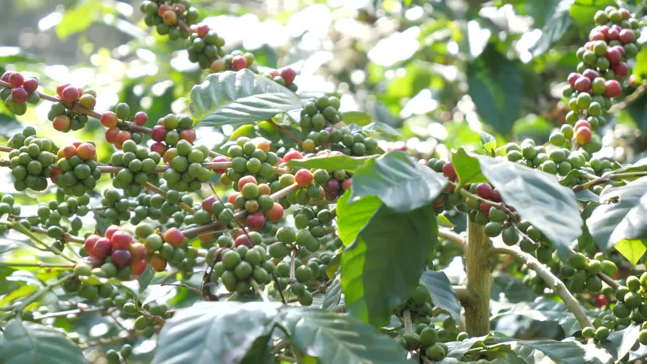 阿拉比卡咖啡豆樱桃在咖啡种植园的树枝上成熟。静态手持拍摄视频素材