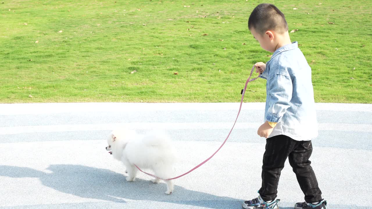 小男孩牵着他的博美犬散步视频素材