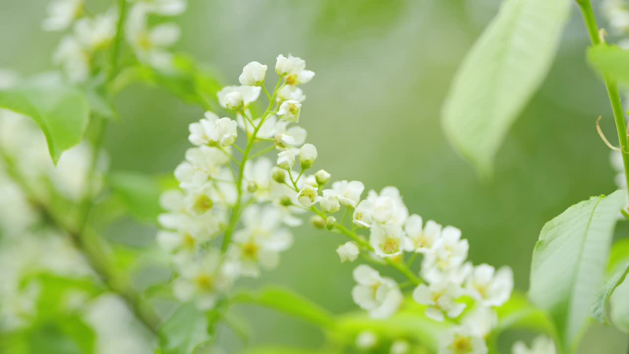 芳香的白色花，下垂的长簇生，春天有总状花序。Hagberry树或李子树。缓慢的运动。视频素材