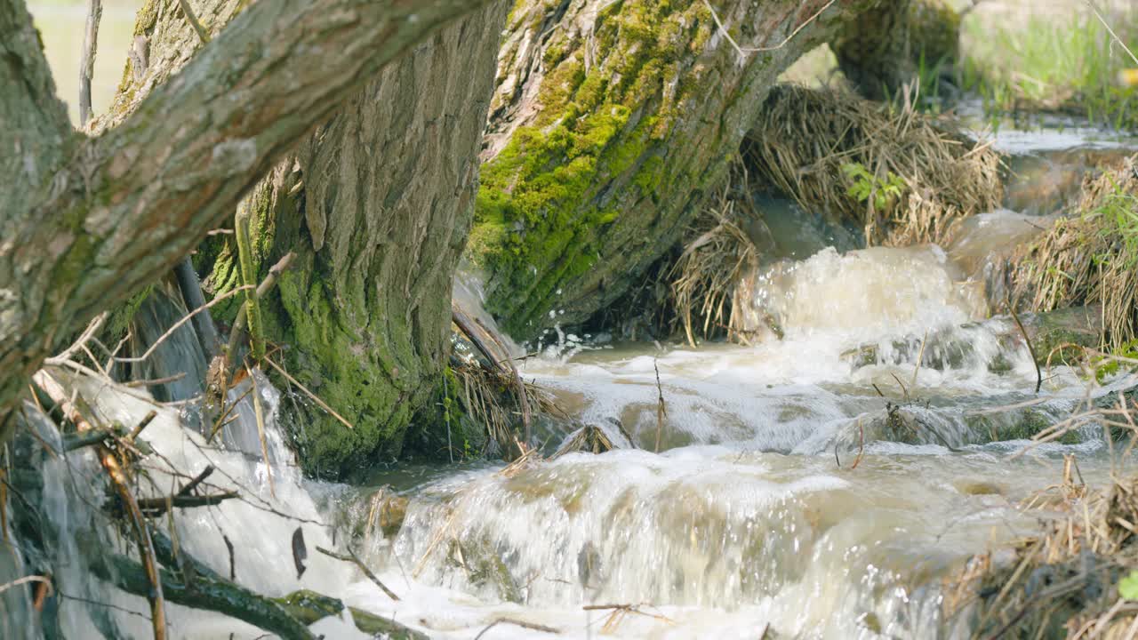 草丛和树木之间的森林溪流和小瀑布。树林里水流湍急。视频素材