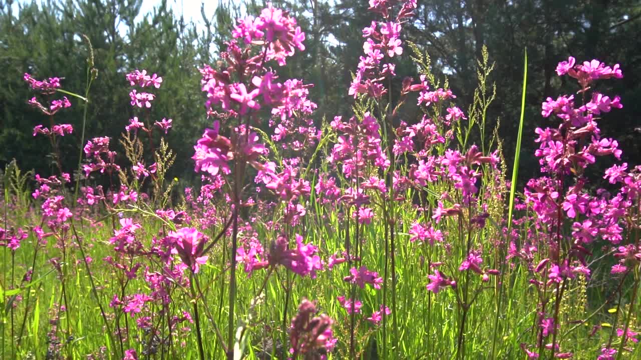 蜜蜂给花授粉视频素材