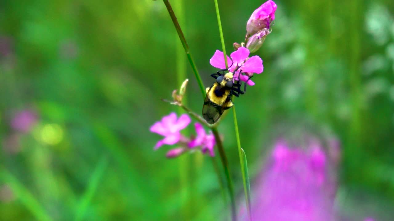 蜜蜂给花授粉视频素材