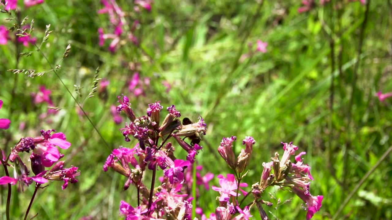 蜜蜂给花授粉视频素材