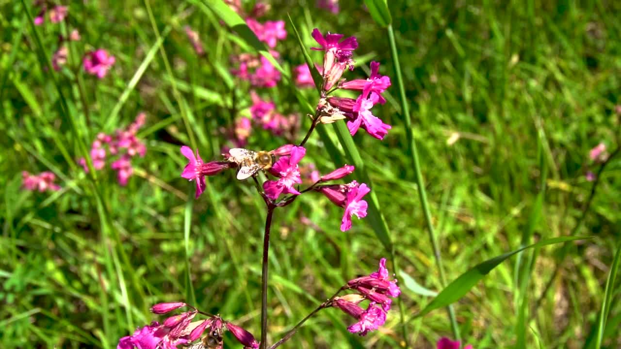 蜜蜂给花授粉视频素材