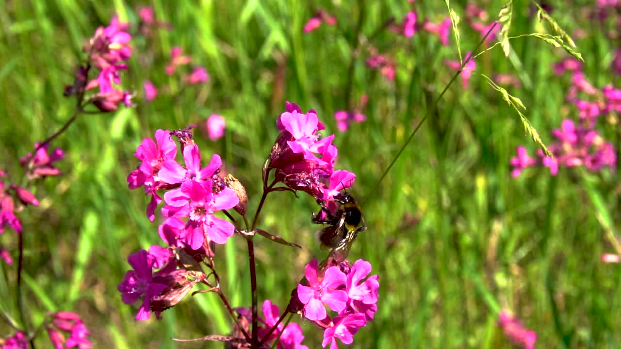 蜜蜂给花授粉视频素材