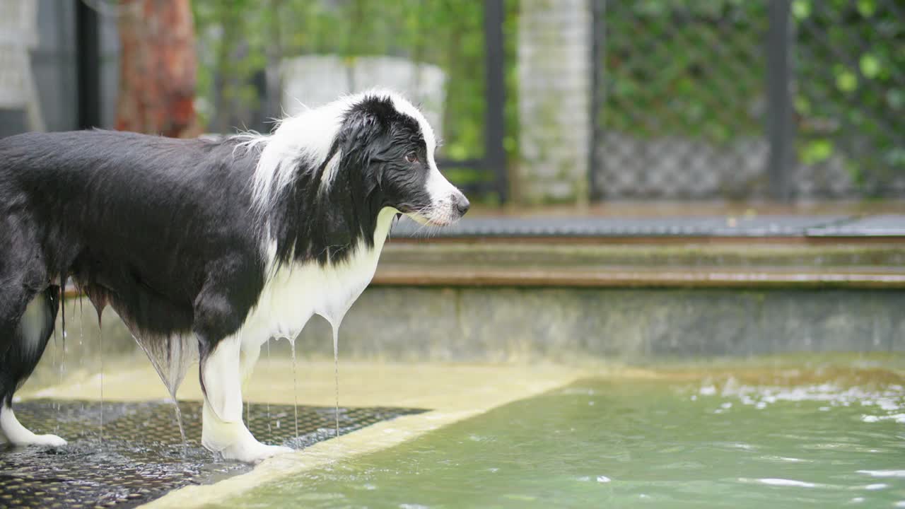 夏天，顽皮的边境牧羊犬在游泳池跳跃和玩追赶玩具。视频素材