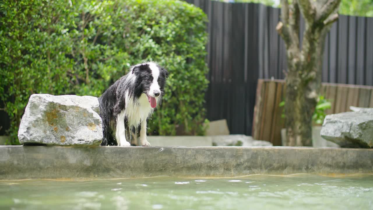 夏天，顽皮的边境牧羊犬在游泳池里跳来跳去，玩追赶玩具。视频素材