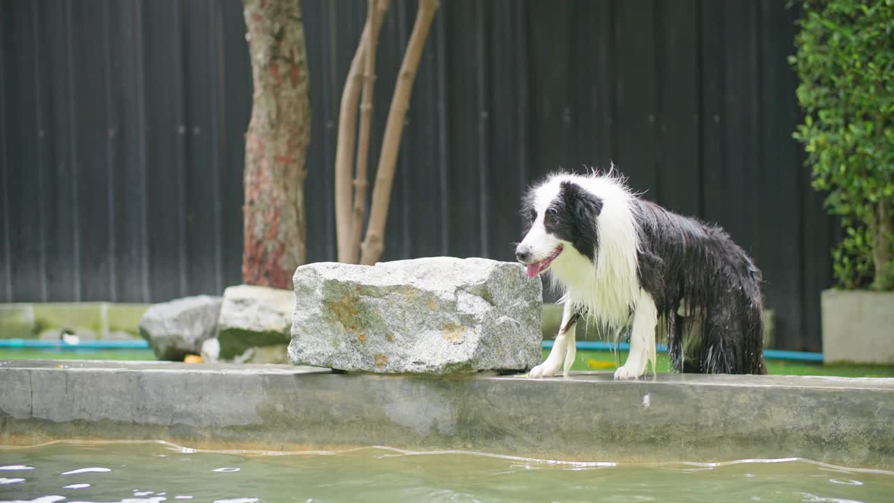 夏天，顽皮的边境牧羊犬在游泳池里跳来跳去，玩追赶玩具。视频素材