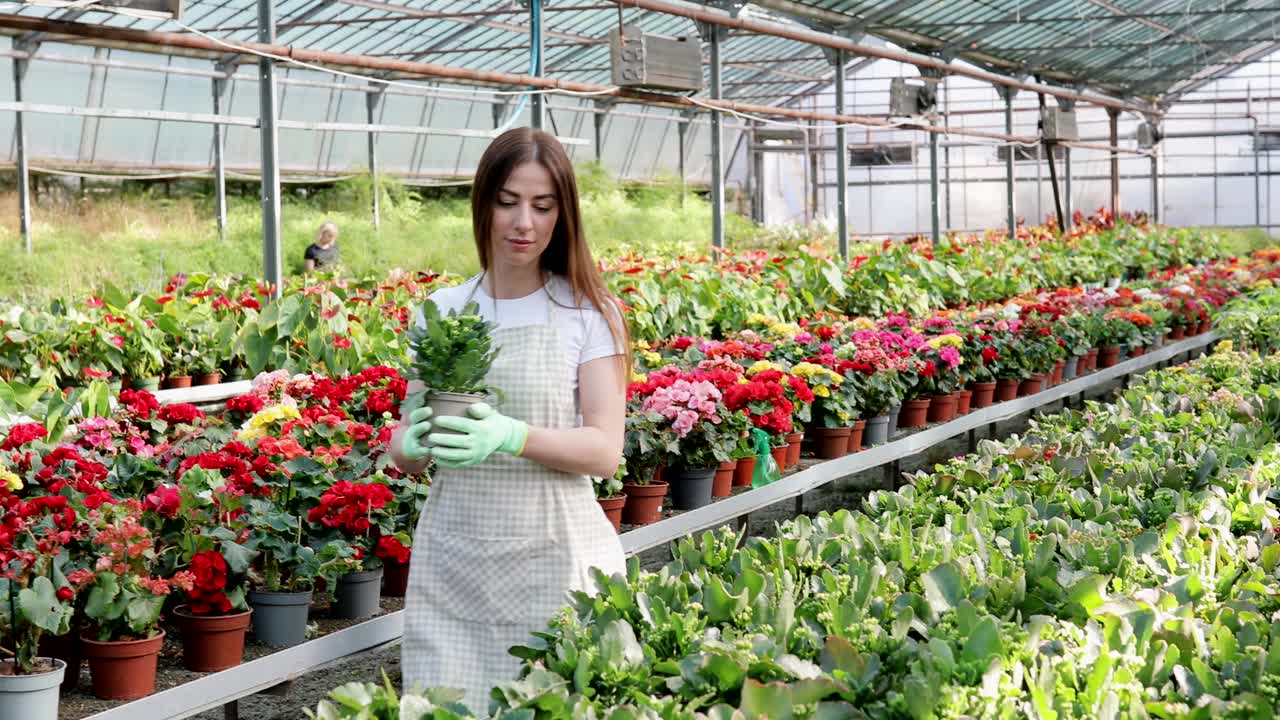 戴着围裙的女园丁在温室里照料盆栽植物，周围都是植物和花盆。家庭园艺，爱护植物视频素材