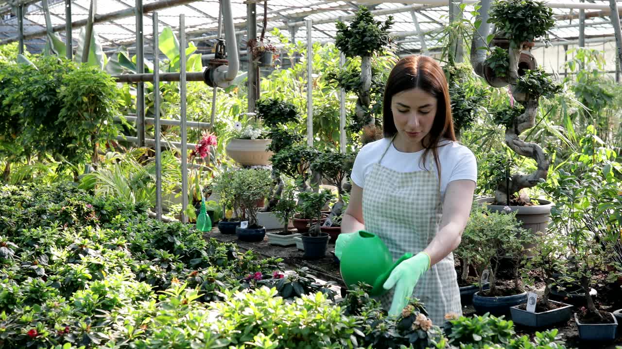 园艺和春天的概念。年轻女子正在用喷壶给温室里的绿色花盆浇水。爱护植物的概念视频素材