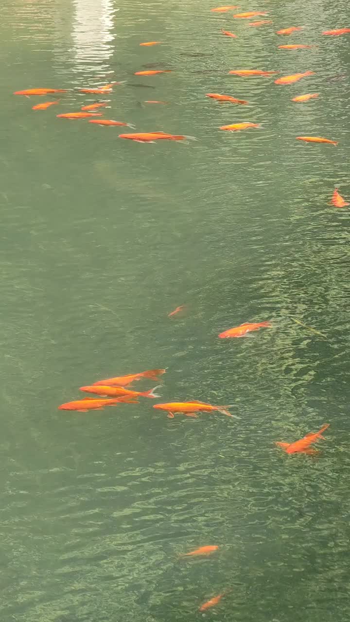 橙色的锦鲤鱼在清澈的淡水河与绿色的树木反射垂直镜头视频素材