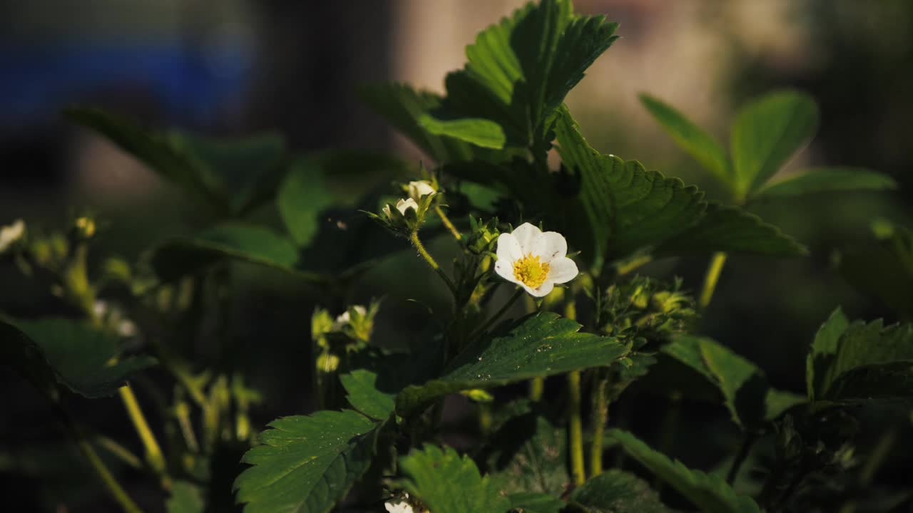 草莓开花视频素材