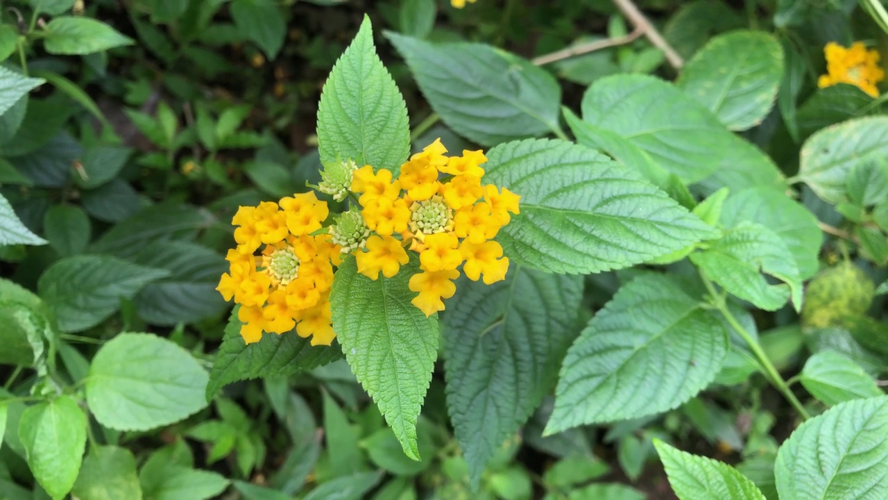 黄色灯笼花视频素材